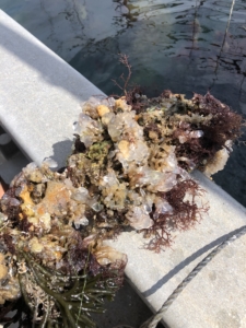 Un agglomérat d'algues sur des huîtres